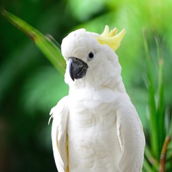 Beautiful White Cockatoo, Sulphur-crested Cockatoo (Cacatua Galerita)