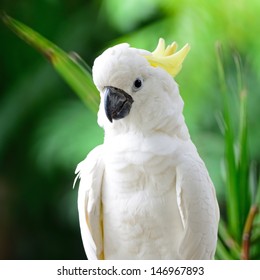 Beautiful white Cockatoo, Sulphur-crested Cockatoo (Cacatua galerita)