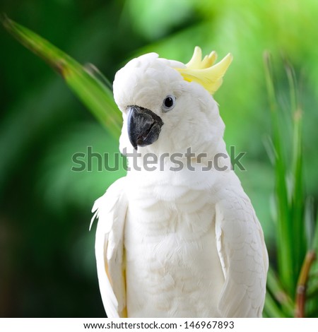 Beautiful white Cockatoo, Sulphur-crested Cockatoo (Cacatua galerita)