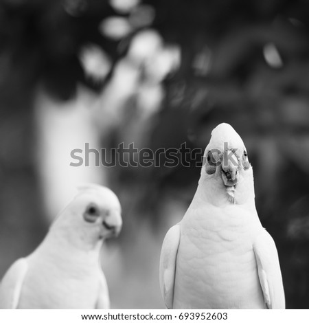 Foto Bild coolejungs Meer Möwe rau