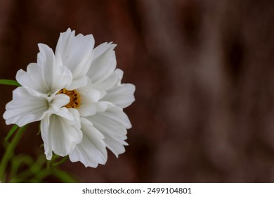 Beautiful white Cosmos flower in a garden in spring and summer season with green leaves background.  - Powered by Shutterstock