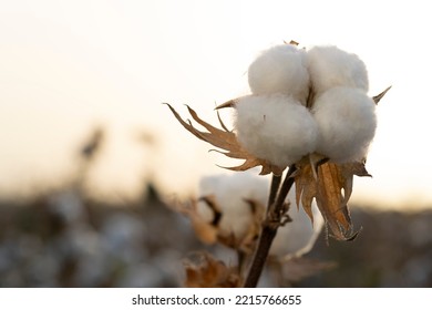 Beautiful White Cotton Close Up