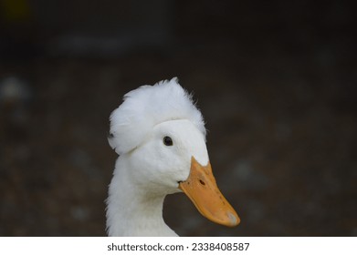beautiful white crested duck hen