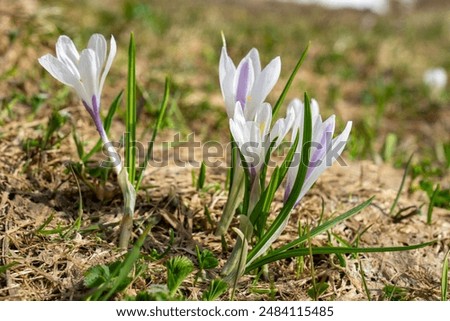 beautiful white crocus grows through snow, crocuses in spring, the snow melts and the crocuses bloom on the fresh green meadow, winter is over, Crocus grows in the alps of Austria, Vorarlberg