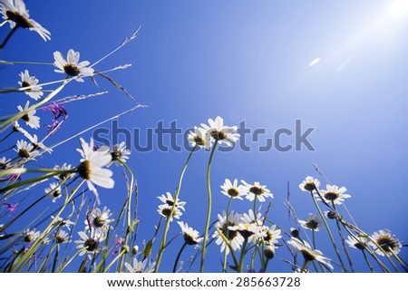 Similar – Image, Stock Photo let the sun shine …