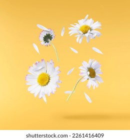 A beautiful white daisy or chamomile flower falling in the air isolated on yellow background. Medicine, healthcare or cosmetics levitation or zero gravity concepthion. High resolution image.