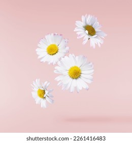 A beautiful white daisy or chamomile flower falling in the air isolated on pastel pink background. Medicine, healthcare or cosmetics levitation or zero gravity concepthion. High resolution image. - Shutterstock ID 2261416483