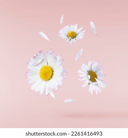 A beautiful white daisy or chamomile flower falling in the air isolated on pastel pink background. Medicine, healthcare or cosmetics levitation or zero gravity concepthion. High resolution image.