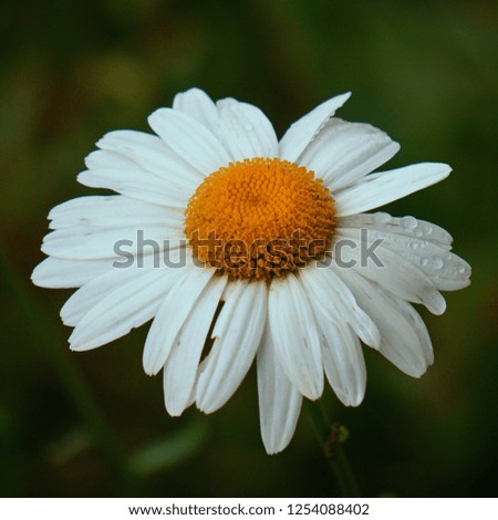 the beautiful white daisy in the garden in the nature