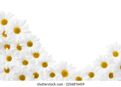 Beautiful white Daisy, Marguerite, chamomile isolated on white background with including clipping path. Full Depth of field, Full, Depth of field, Focus, stacking, dof.  - Shutterstock ID 2256876459