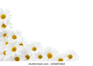 Beautiful white Daisy, Marguerite, chamomile isolated on white background with including clipping path. Full Depth of field, Full, Depth of field, Focus, stacking, dof.  - Shutterstock ID 2256876463
