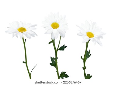 Beautiful white Daisy, Marguerite, chamomile isolated on white background with including clipping path. Full Depth of field, Full, Depth of field, Focus, stacking, dof.  - Shutterstock ID 2256876467