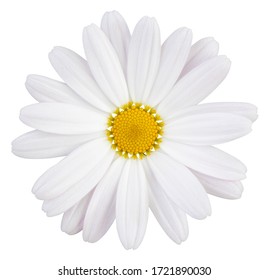 Beautiful white Daisy (Marguerite) with a little pink, isolated on white background, including clipping path.  - Powered by Shutterstock
