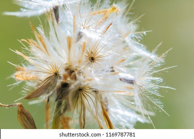 Beautiful white dandelion flowers with blur background.