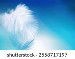 Beautiful white delicate fluffy feather on a blurred light blue background, soft focus. Abstract fresh airy soft artistic image nature, art wallpaper.