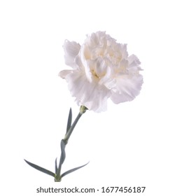 Beautiful White Dianthus Flower Isolated 