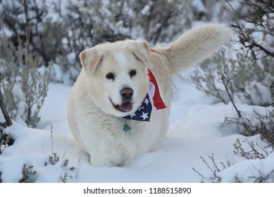 Beautiful White Dog American Flag Bandana