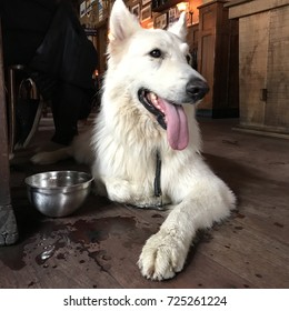 Beautiful white dog in a pub