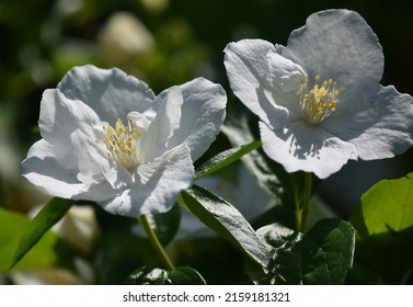 Beautiful White Dogwood Flowers On Shrub Blooming On A Bright Sunny Spring Day, Kentucky. Nature Photography.