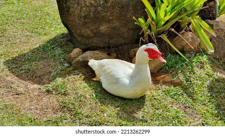 Beautiful White Domestic Duck On The Lawn.