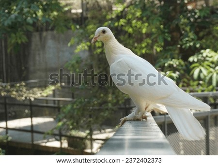 Similar – Image, Stock Photo A dove sits in a flowering cherry tree