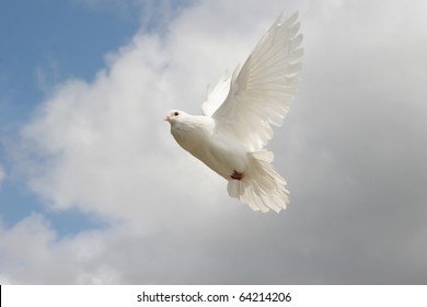 Beautiful White Dove Flight Stock Photo (Edit Now) 64214233