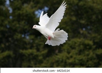 Beautiful white dove in flight, dark green tree background - Powered by Shutterstock