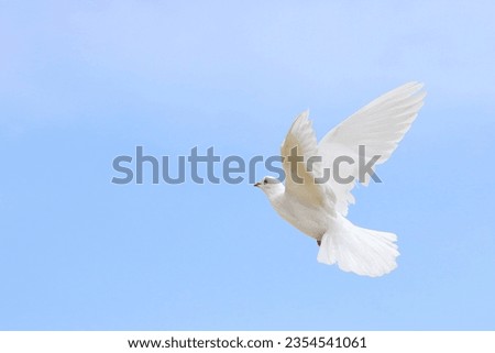 Beautiful White dove flying in the sky. White dove is the symbol of peace.