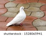 Beautiful white dove, dove of peace, on the wet road. Domestic pigeon (Columba livia domestica) in the city. There is a place for your text.