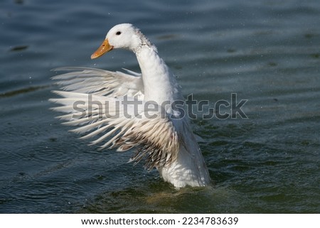 Beautiful White duck flapping it's wings while swimming in the lake and with droplets flying all around it.