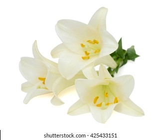 Beautiful White Easter Lily Flower Isolated On White Background