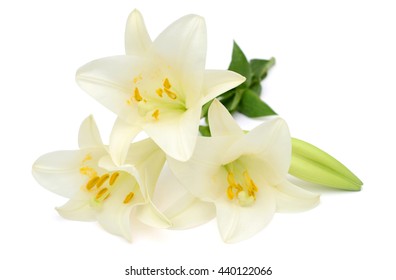 Beautiful White Easter Lily Flower Bouquet Isolated On White Background