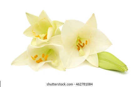 Beautiful White Easter Lily Flower Bouquet Isolated On White Background