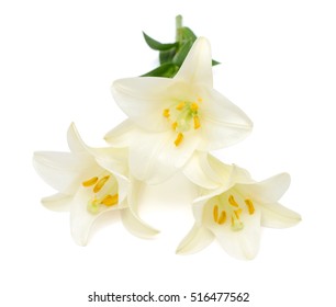 Beautiful White Easter Lily Flower Bouquet Isolated On White Background