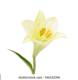 Beautiful White Easter Lily Flower Isolated On White Background