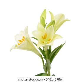 Beautiful White Easter Lily Flower Bouquet Isolated On White Background