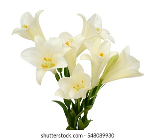 Beautiful White Easter Lily Flower Bouquet Isolated On White Background