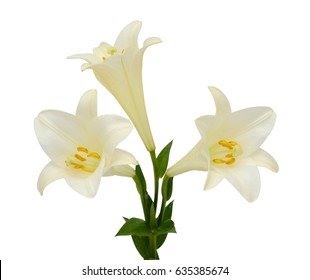 Beautiful White Easter Lily Flower Isolated On White Background