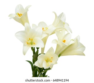 Beautiful White Easter Lily Flower Bouquet Isolated On White Background