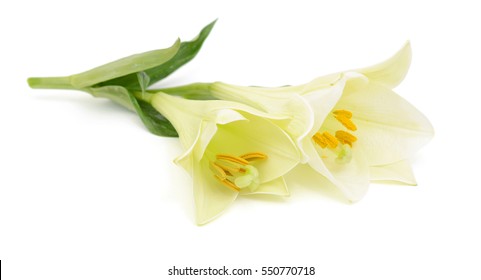 Beautiful White Easter Lily Flowers Isolated On White Background