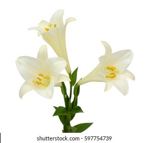 Beautiful White Easter Lily Flowers Isolated On White Background