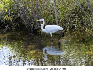 A beautiful white egret bird perched in a shallow lake - Powered by Shutterstock