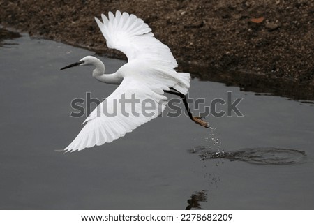 Beautiful white egret flying over river Douro in Portugal looking for food