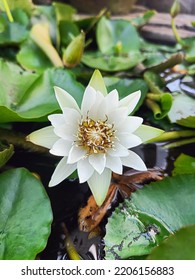 Beautiful White Egyptian Lotus In The Garden