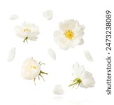 Beautiful white English rose falling in the air isolated on white background.