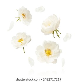 Hermosa rosa inglesa blanca