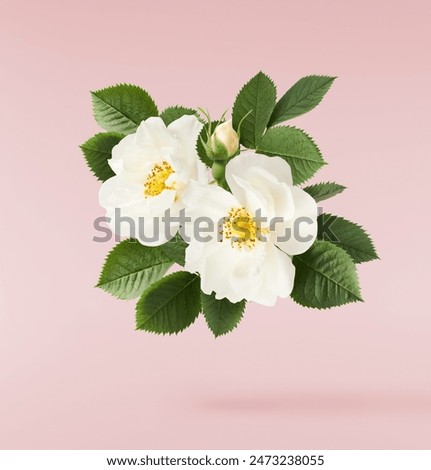 Beautiful white English rose falling in the air isolated on pink background.