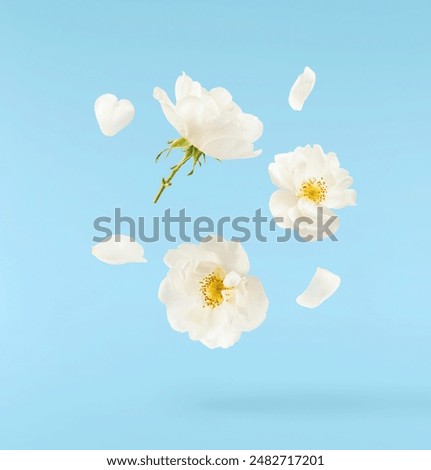 Similar – Image, Stock Photo fenced flowers blossoms