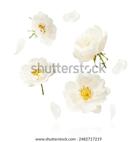 Image, Stock Photo white summer flower in flower field