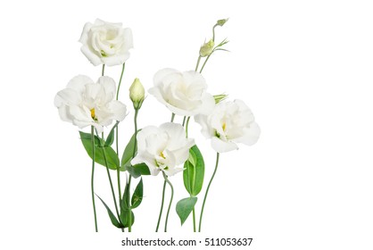 Beautiful White Eustoma Flowers Isolated On White Background
